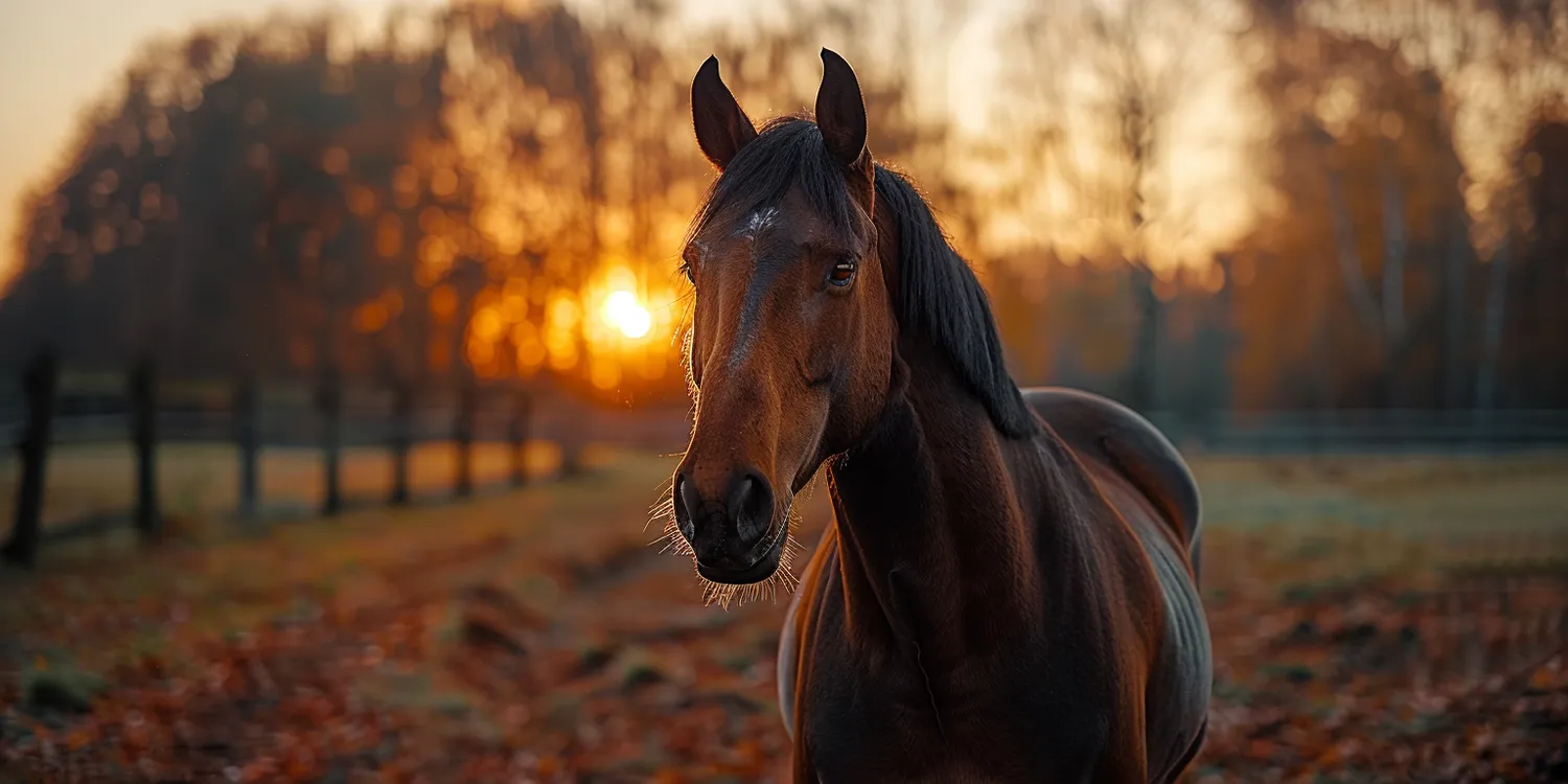 Kremacja zwierząt domowych - co warto wiedzieć