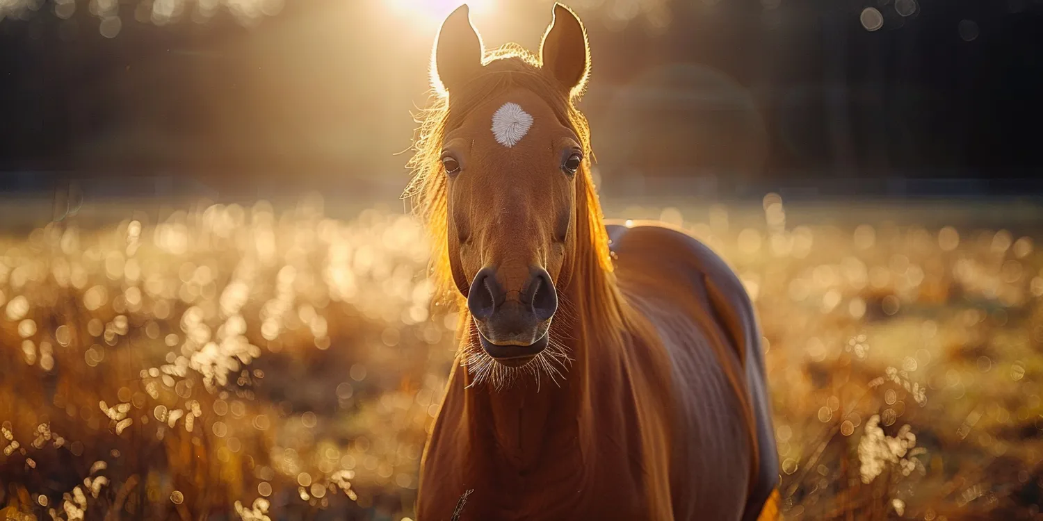Pożegnanie ze zwierzakami - tylko w krematoriach dla zwierząt