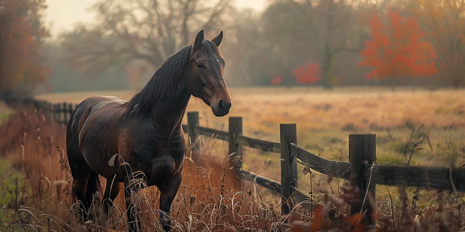 W drodze na Tęczowy Most - czym jest krematorium dla zwierząt?